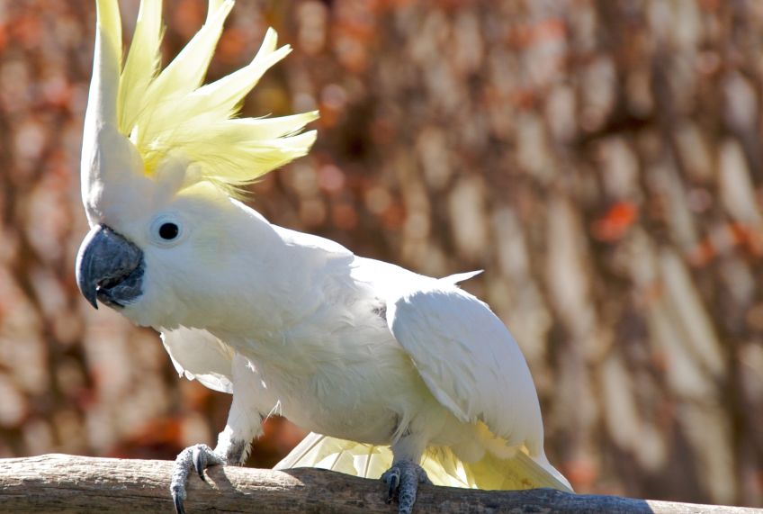 طوطی کاکادو