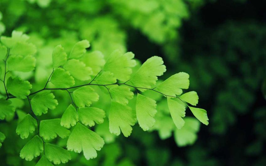 از خواص گیاه پرسیاوشان چه می دانید؟