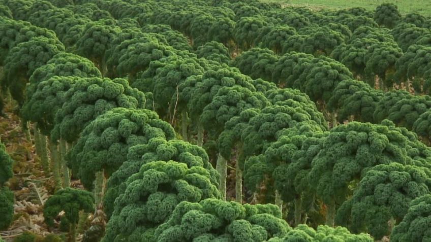 کلم کیل چیست؟