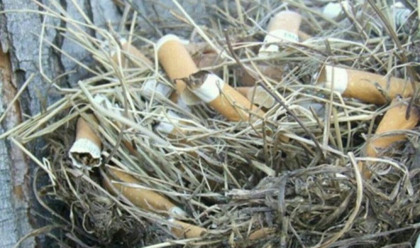 علت استفاده گنجشک ها از ته سیگار چیست
