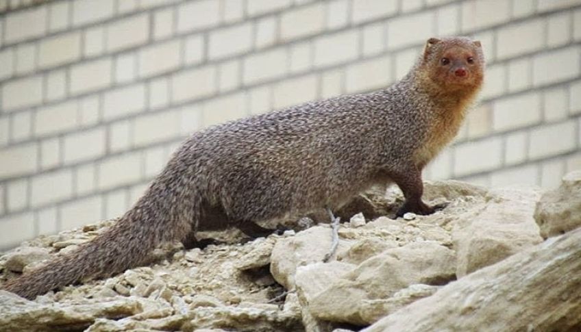 موش خرما یا خدنگ را بهتر بشناسید