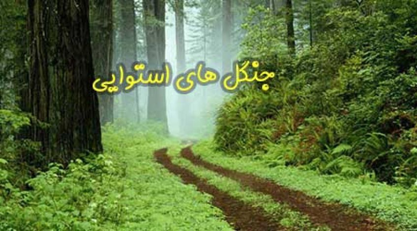 آشنایی با جنگل های استوایی