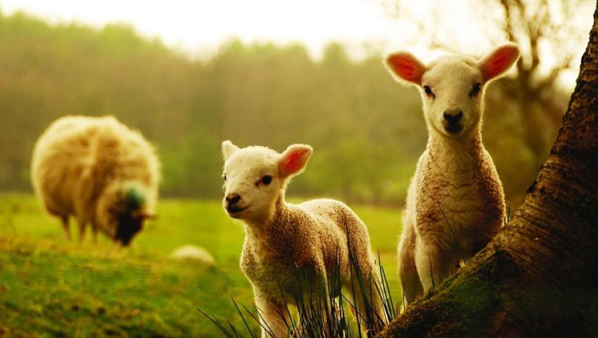 کاربرد و ریشه اصطلاح بره کشی