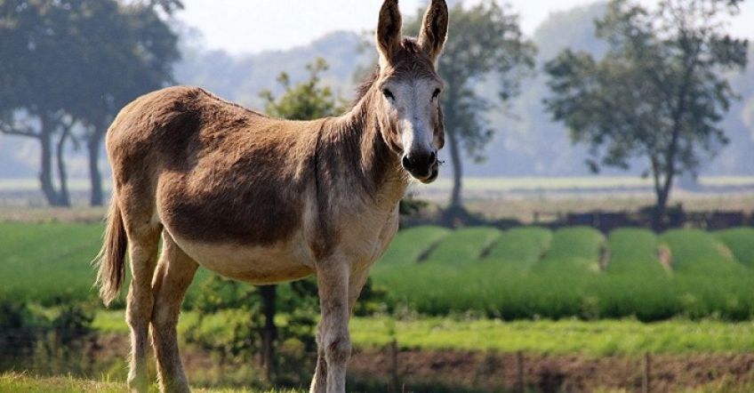 داستان و کاربرد ضرب المثل خر ما از کره گی دم نداشت