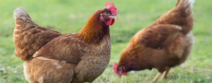 معمای فکری محکوم و کشتن مرغ