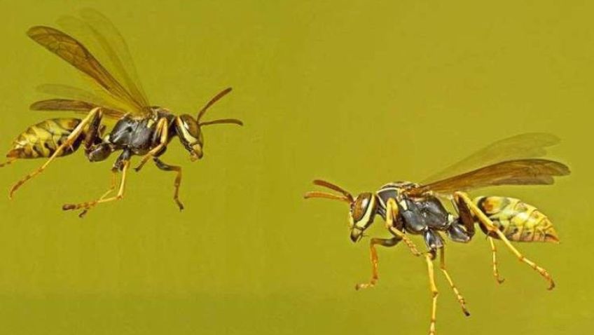 زنبورهای کاغذی از توانایی استدلال برخوردار هستند