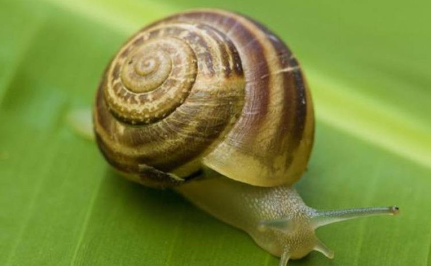 تغییر جهت پیچش پوسته حلزون