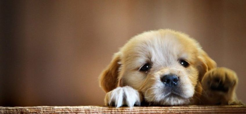 کاربرد و داستان ضرب المثل مثل سگ پشیمان است