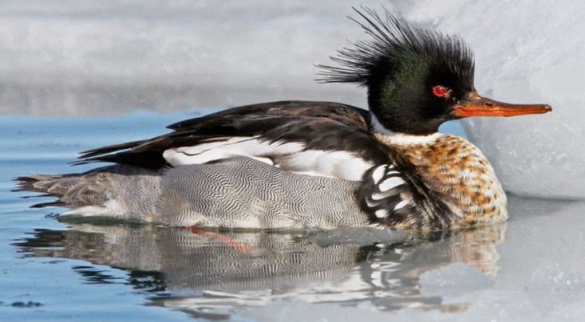 اردک ماهی خوار کاکلی با پروازی سریع