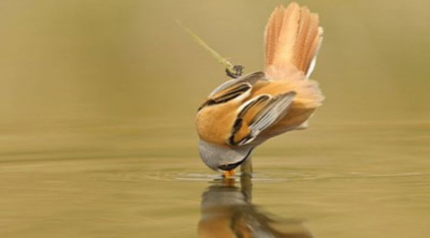 داستان ضرب المثل از ترس گدایی یک عمر گدایی