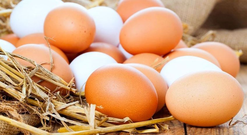 دلیل بیضی بودن تخم مرغ چه می باشد