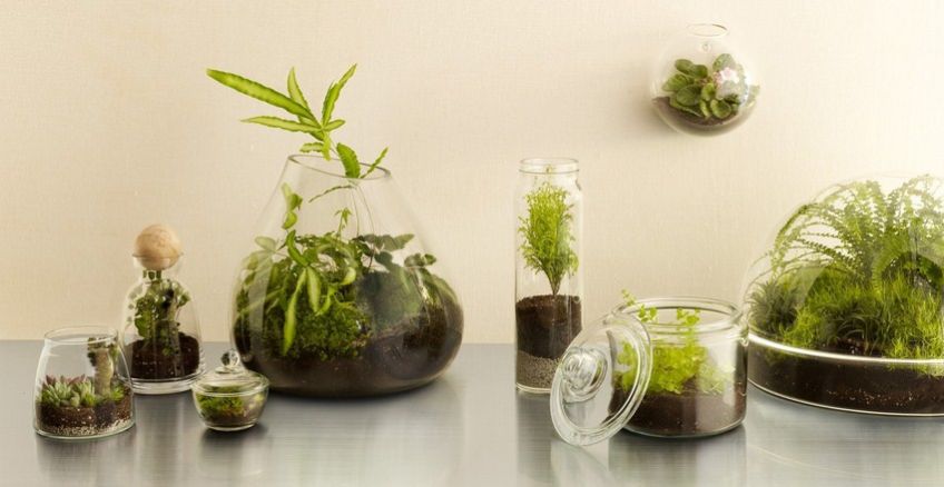 تاریخچه و آشنایی با تراریوم یا باغ شیشه ای
