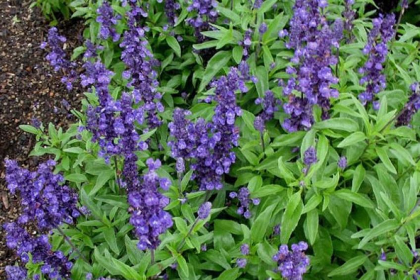 5 انگشت گیاهی با خواص فراوان برای خانم ها