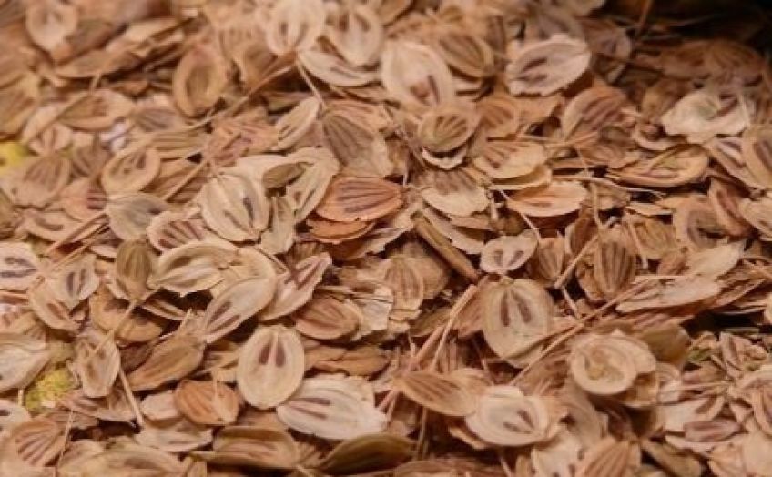 خواص باور نکردنی گلپر