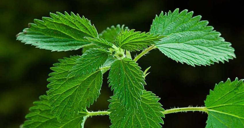 گزنه داروی طبیعی برای درمان دردها
