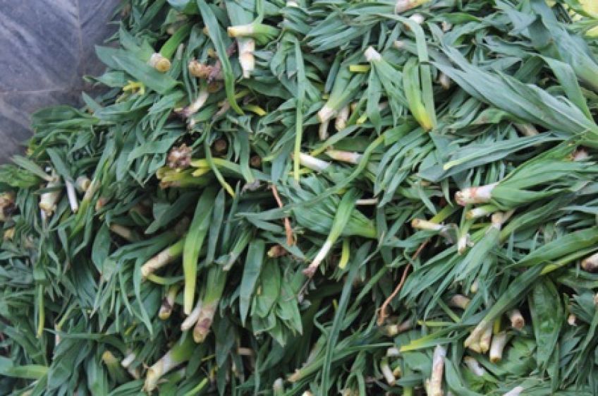 شنگ گیاهی بی نظیر برای درمان دردها