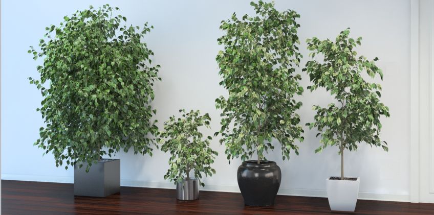 نکاتی برای نگهداری گیاه فیکوس بنجامین