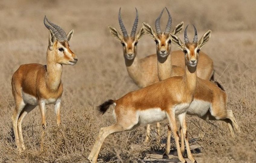 پارک ملی کویر ایران