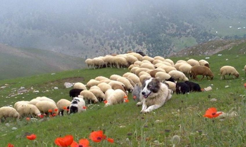 داستان زیبای چه کشکی چه پشمی