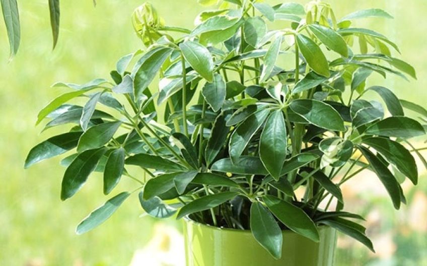 آشنایی با شفلرا معروف به گیاه چتری