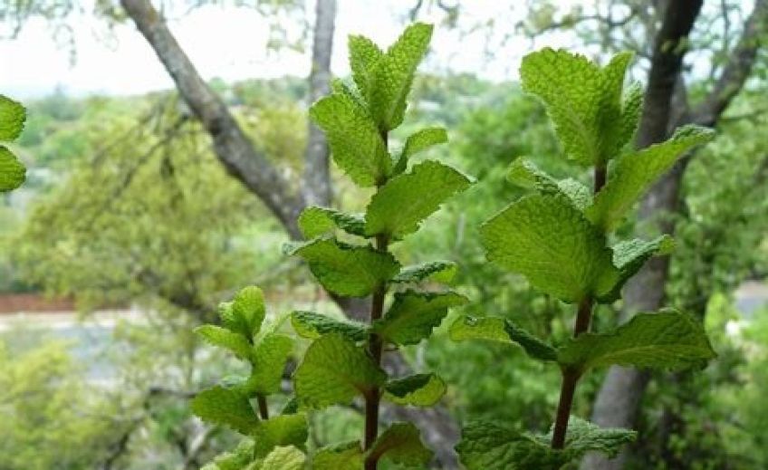 همه چیز درمورد نعنا