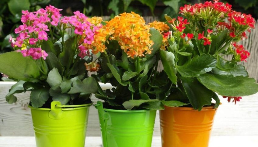 معرفی کالانکوئه گل زیبای آپارتمانی