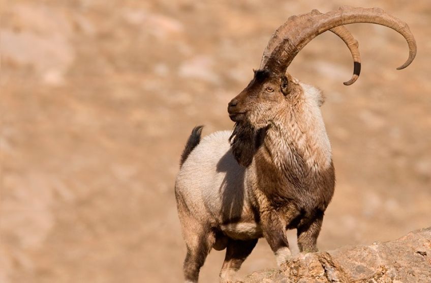 همه چیز درمورد بزکوهی