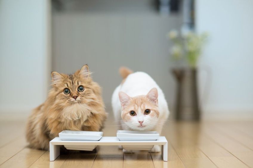 آیا نوشیدن شیر برای گربه مشکل ساز است