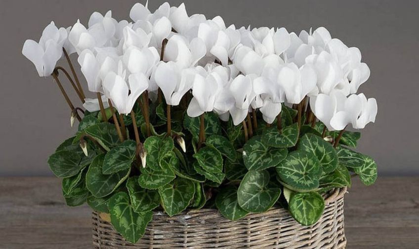 سیکلامن پرسیکوم گل زیبای زمستانی