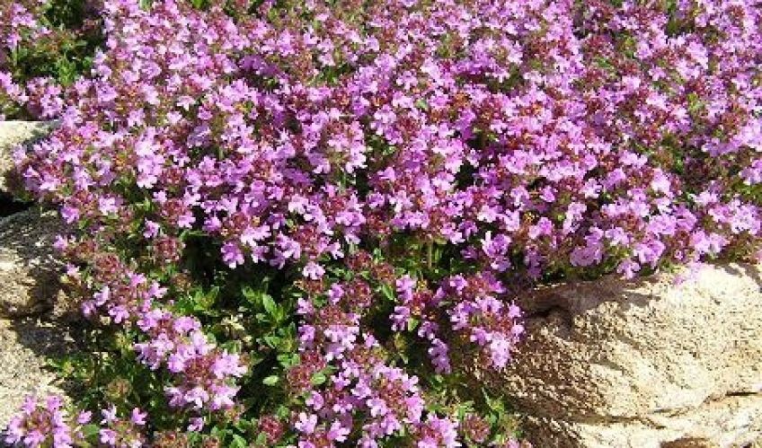 خواص آویشن برای سلامتی