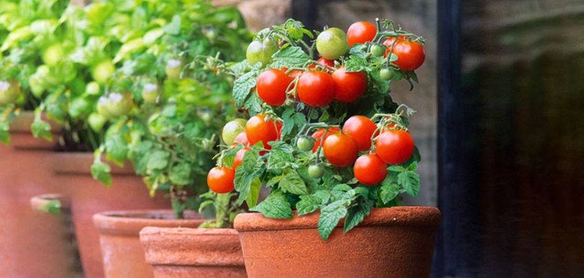 کاشت و پرورش گوجه فرنگی در آپارتمان