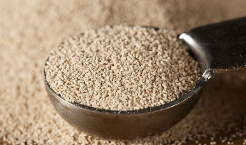 مخمر آبجو تقویت کننده طبیعی بدن