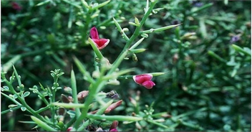 خاصیت سنگ شکنی عرق خارشتر