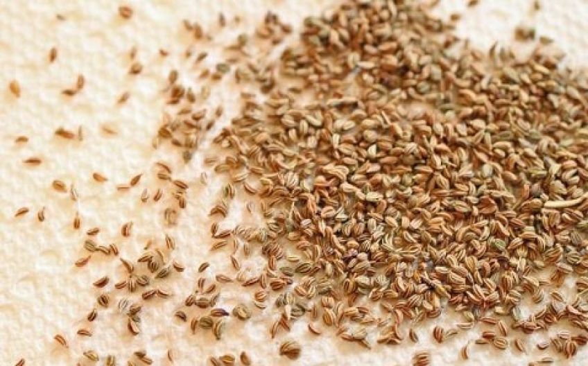 لاغری اعجاب انگیز با گیاه زنیان