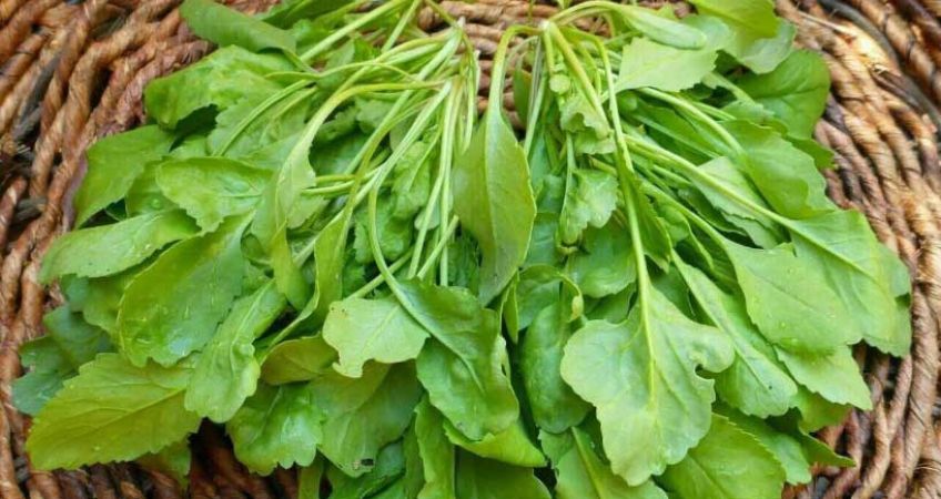 روش کاشت بذر شاهی در آپارتمان