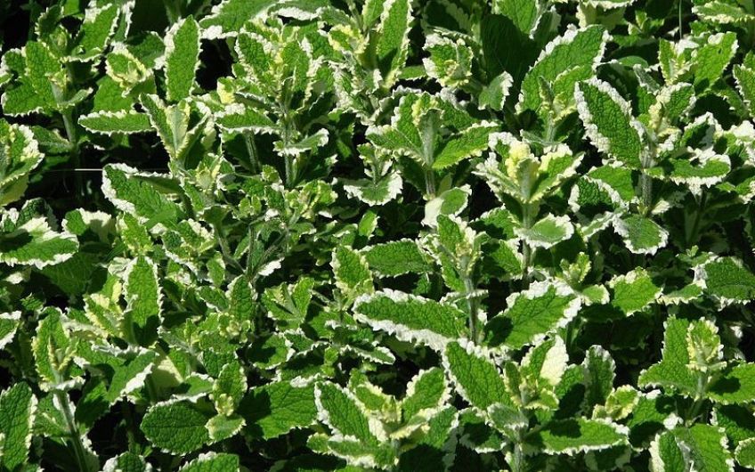 معرفی و روش نگهداری گل برگ نعنایی عطری