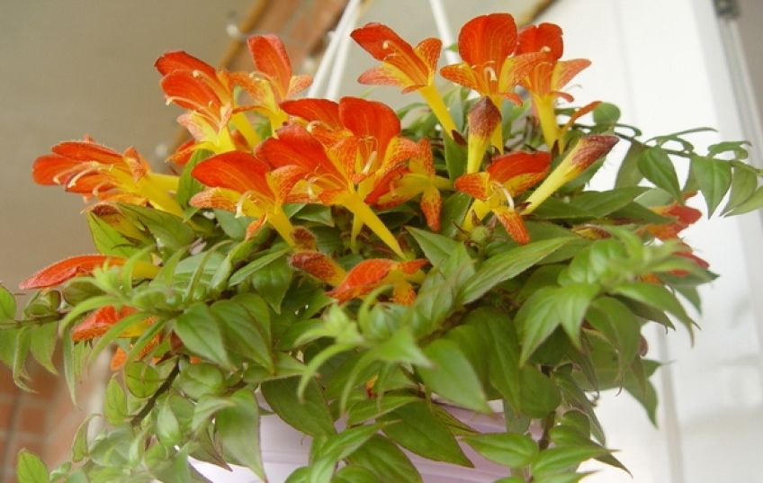 معرفی گل کلومنه آ