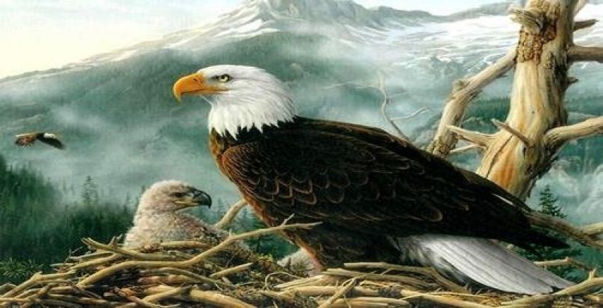 داستان زیبای تصویر آرامش