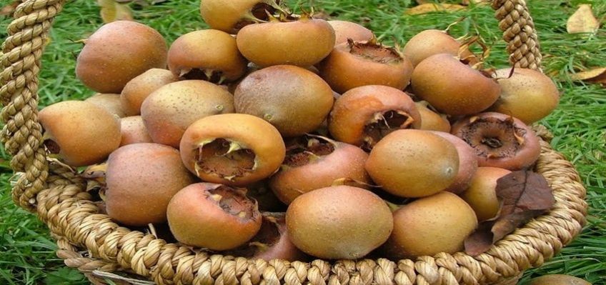 نحوه درست کردن ترشی ازگیل