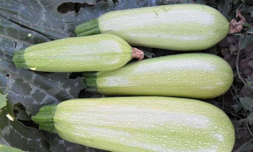 کدو سبز علاوه بر درمان آسم دارای خواص بسیاری است