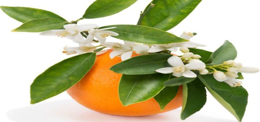 نحوه تهیه دمنوش چای بهار نارنج