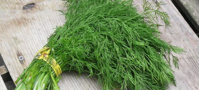 خواص دارویی شوید را بدانیم