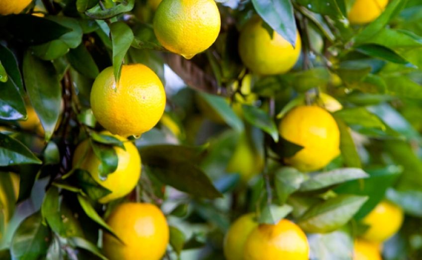 از لیمو شیرین برای درمان بیماری های  زمستانی استفاده کنید
