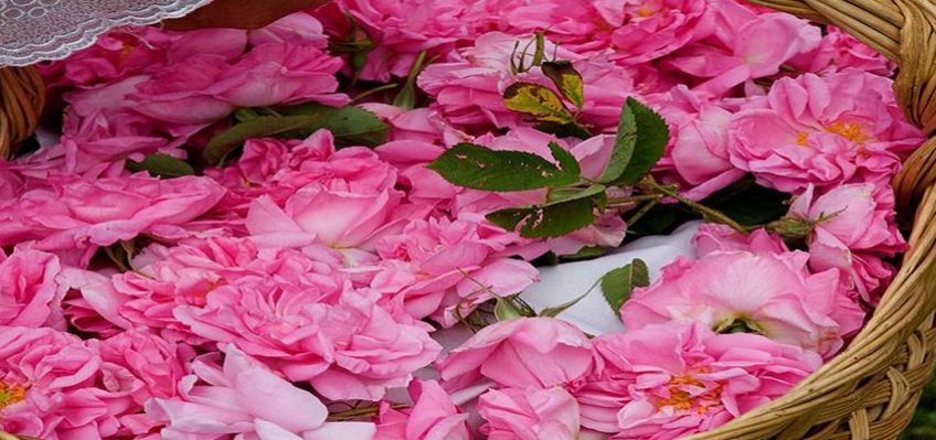 روش تهیه مربای گل محمدی