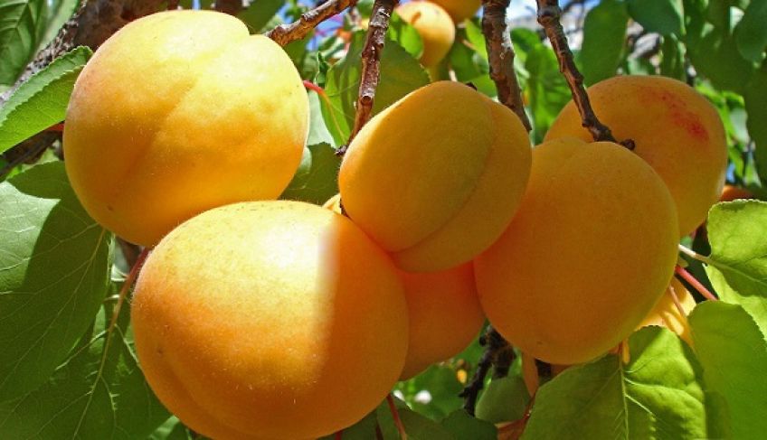 حدیث امام حسین علیه السلام درباره ظهور