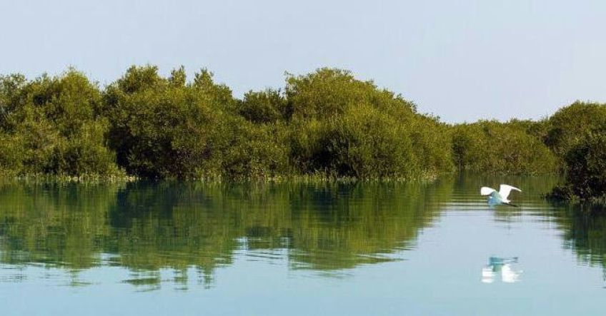 جنگل حرا چابهار در سیستان و بلوچستان