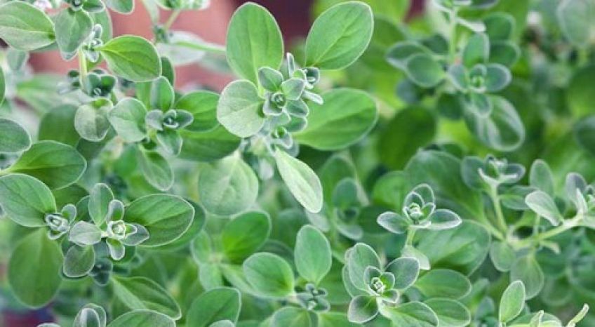 از خواص مرزنجوش چه می دانید