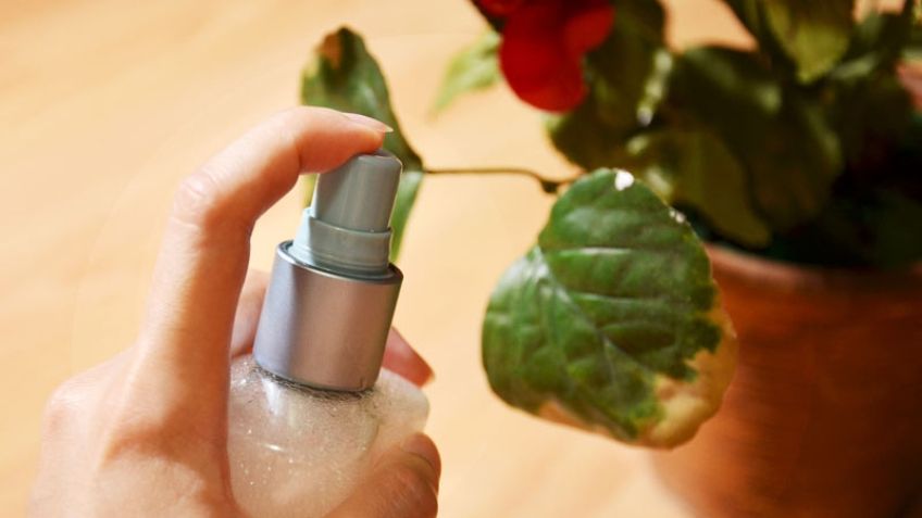 استفاده از الکل برای کنترل آفت گیاهان آپارتمانی