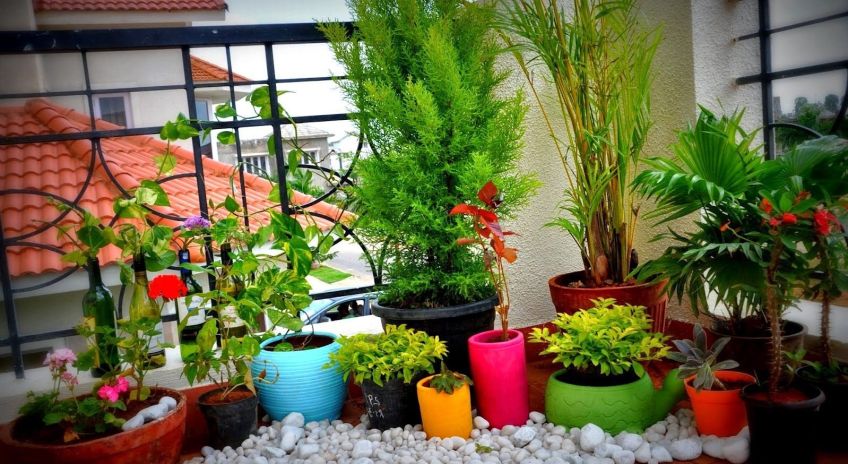 چه گل و گیاهانی برای نگهداری در بالکن مناسب هستند