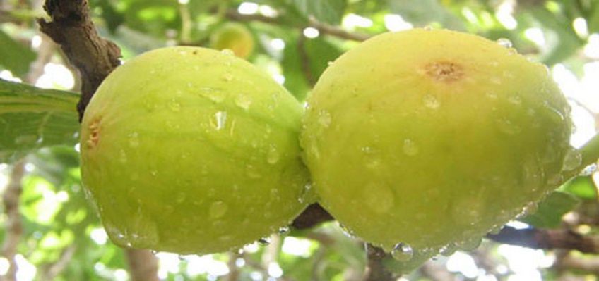 روش تهیه ترشی انجیر